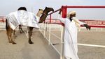 Unik, Ada Kontes Kecantikan Unta Lho di Abu Dhabi