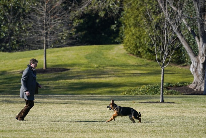 Biden New Dog Commander, a purebred German shepherd puppy and the newest member of President Joe Biden and first lady Jill Biden's family, Friday, Dec. 24, 2021, plays on the South Lawn of the White House in Washington. (AP Photo/Carolyn Kaster)