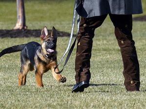Berkenalan dengan Commander, Anjing Baru di Keluarga Presiden Biden