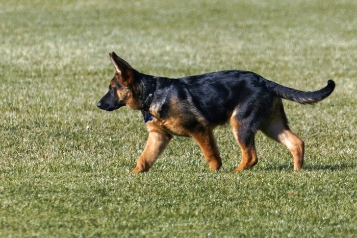 Biden New Dog Commander, a purebred German shepherd puppy and the newest member of President Joe Biden and first lady Jill Biden's family, Friday, Dec. 24, 2021, plays on the South Lawn of the White House in Washington.Β (AP Photo/Carolyn Kaster)