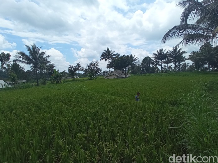 Desa Tetebatu NTB