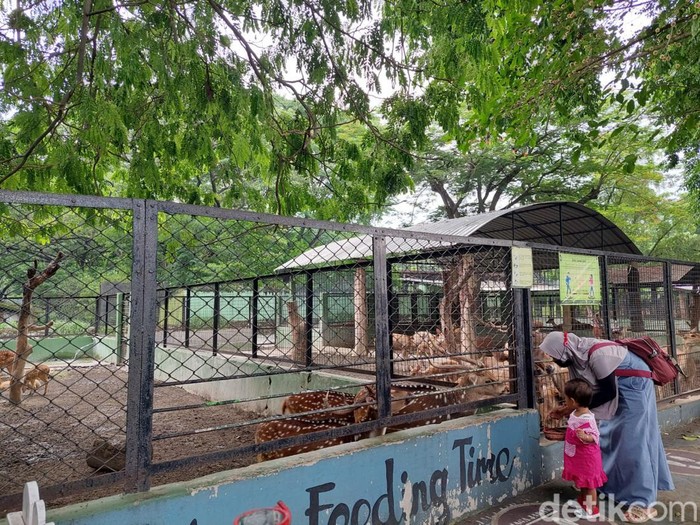 Pengunjung Kebun Binatang Surabaya (KBS) hanya mencapai 3.000 orang di Hari Natal. Sebab siang tadi, Surabaya sempat diguyur hujan.