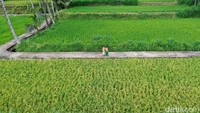 Berjalan-jalan di desa ini sungguh melegakan. Kamu diajak untuk melepaskan sejenak ketegangan kota yang hiruk pikuk dan bising.