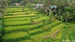 Terpesona dengan Tetebatu, Desa Wisata Terindah Dunia!