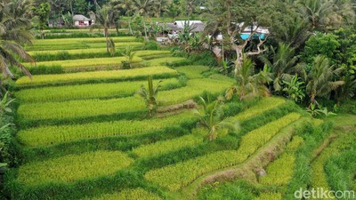 Terpesona dengan Tetebatu, Desa Wisata Terindah Dunia!