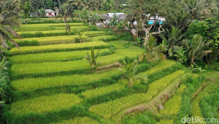 Potret Tetebatu Desa Wisata Terindah Dunia Nama Desa Tetebatu menarik perhatian traveler belakangan ini. Berada di lereng gunung, desa Ini menjadi salah satu wakil Indonesia di kancah internasional.