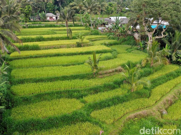 Terpesona dengan Tetebatu, Desa Wisata Terindah Dunia!