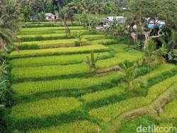 Tetebatu, Desa Wisata Indah dari Lombok
