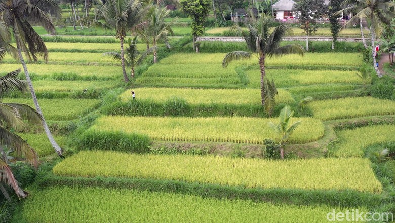Potret Tetebatu Desa Wisata Terindah Dunia Nama Desa Tetebatu menarik perhatian traveler belakangan ini. Berada di lereng gunung, desa Ini menjadi salah satu wakil Indonesia di kancah internasional.
