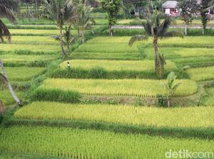 7 Fakta Menarik yang Cuma Ada di Desa Tetebatu