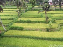 Sopir Lokal Vs Taksi Online di Desa Wisata Tetebatu