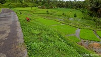 Beberapa waktu lalu UNWTO, badan pariwisata dunia milik PBB, memilih tiga desa wisata sebagai wakil dari Indonesia. Mereka adalah Desa Tetebatu dari NTB, Desa Wisata Wae Rebo dari NTT, dan Desa Wisata Nglanggeran dari Gunungkidul, DIY.