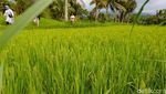 Terpesona dengan Tetebatu, Desa Wisata Terindah Dunia!