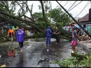 Belasan Pohon Tumbang di Tasikmalaya Akibat Angin Puting Beliung