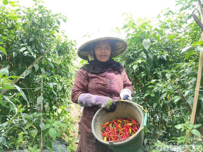 Hama patek menyerang cabai selama musim hujan, petani berharap ada obat murah