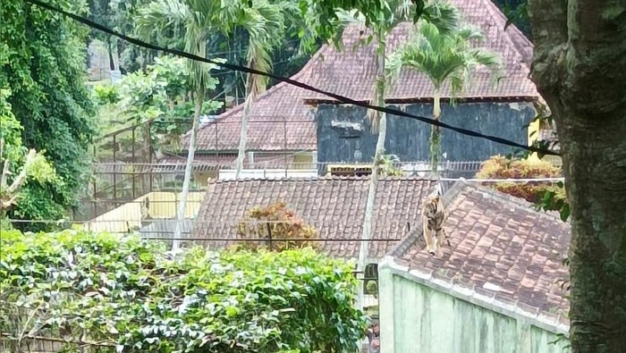 Harimau benggala di Serulingmas Zoo Banjarnegara lompat ke atap hingga nyaris keluar