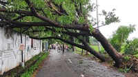 Berdasarkan data BPBD Kota Pasuruan pohon besar yang tumbang berada di 12 titik. Pohon tumbang tersebar di jalan nasional jalur pantai utara maupun di jalan dalam kota. 