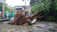 Tim reaksi cepat BPBD Kota Pasuruan dan kepolisian langsung diterjunkan membantu melakukan pembersihan dan pemotongan pohon tumbang. Tak ada laporkan korban jiwa dalam kejadian ini. 
