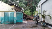 Pohon beringin berusia 40 tahun yang ada di halaman tengah SMA 2 Pasuruan juga tumbang. Pohon menimpa ruas kelas yang ada di sisi utara hingga hancur. 