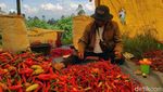 Ini Biang Kerok Harga Cabai yang Makin Pedas
