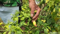 Enam (60), petani asal Cisurupan ini mengatakan, stok cabai di pasaran sulit didapat karena tanaman petani diserang hama patek.