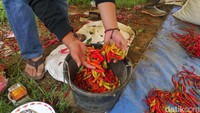 Hama patek menyerang tanaman petani di Garut sejak musim hujan turun. Selain hama, intensitas hujan yang deras juga menyebabkan tanaman menjadi rusak.