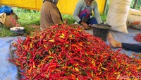 Enam mengatakan, saat ini, harga cabai rawit di tingkat petani dibandrol Rp 70 ribu per kilogramnya. Sedangkan harga cabai kriting berada di kisaran Rp 22 ribu.