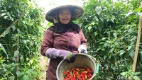 Para petani saat ini berharap agar ada obat untuk membasmi hama yang murah. Sebab, hama patek diketahui bisa menyerang 50 persen dari tanaman para petani.