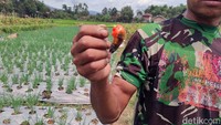Petani menunjukan cabai yang rusak diserang hama.