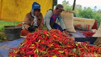 Para petani tengah memilah cabai di perkebunan cabai Cisurupan, Garut, Jawa Barat, Minggu (26/12).