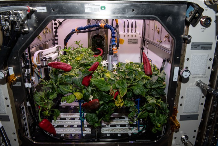 Panen kedua cabai yang ditanam astronaut di ruang angkasa. Kenapa astronaut menanam tumbuhan di ruang angkasa?