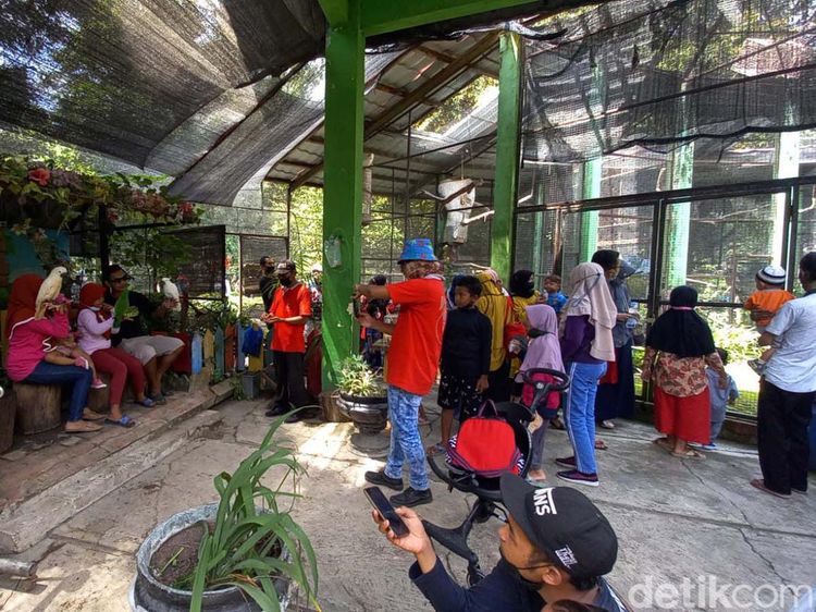 Libur Natal, Solo Zoo Diserbu Pengunjung