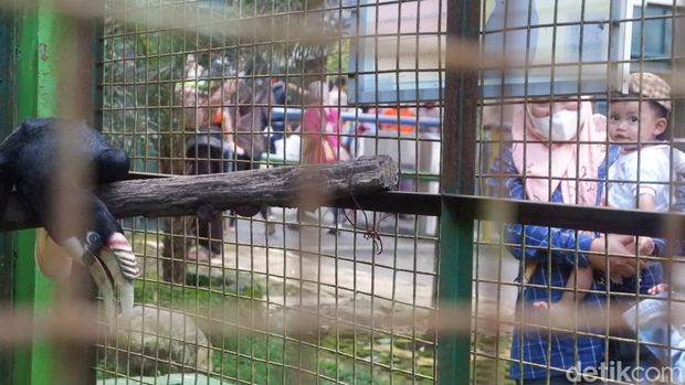 Pengunjung di Kebun Binatang Banjarnegara. Serulingmas Zoo kini mulai dipadati wisatawan, per hari tercatat ada 1.400 pengunjung.