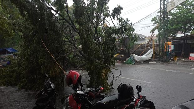 pohon tumbang di gresik