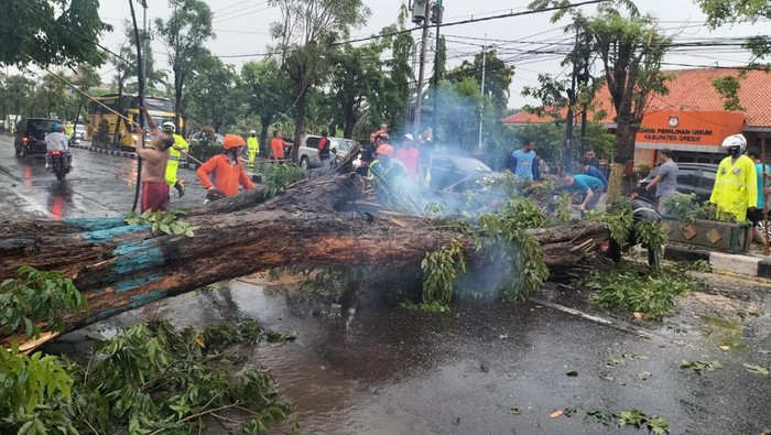 pohon tumbang di gresik