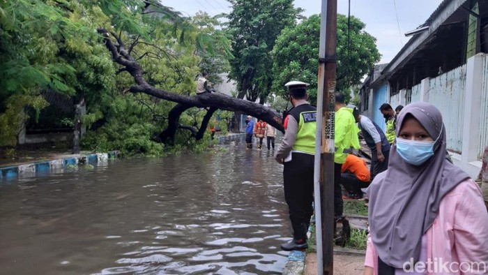 pohon tumbang di pasuruan