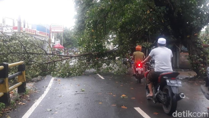 pohon tumbang di pasuruan