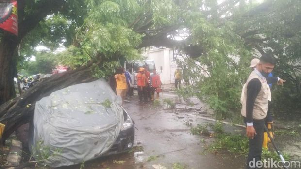 pohon tumbang timpa mobil di pasuruan
