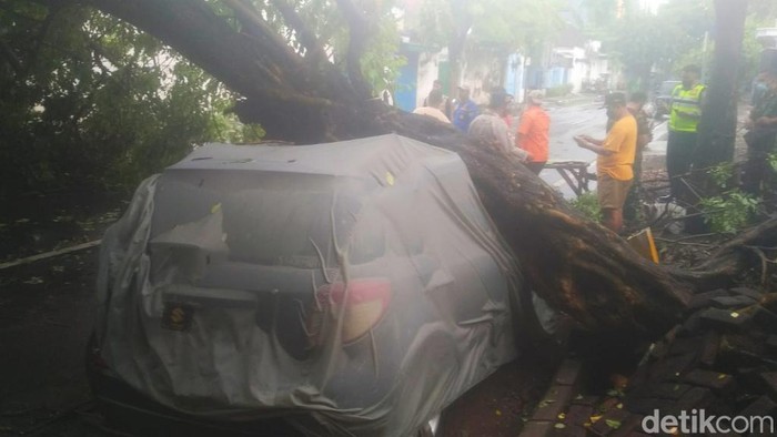 pohon tumbang timpa mobil di pasuruan