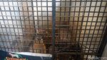 Potret Rastaji, Harimau yang Lompat ke Atap Serulingmas Zoo