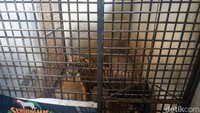 Pantauan detikcom di Serulingmas Zoo, Banjarnegara, Minggu (26/12), Rastaji terlihat tiduran di dalam jeruji besi. Sesekali harimau itu bangun dan mondar-mandir di dalam kandang berukuran sekitar 2x3 meter.