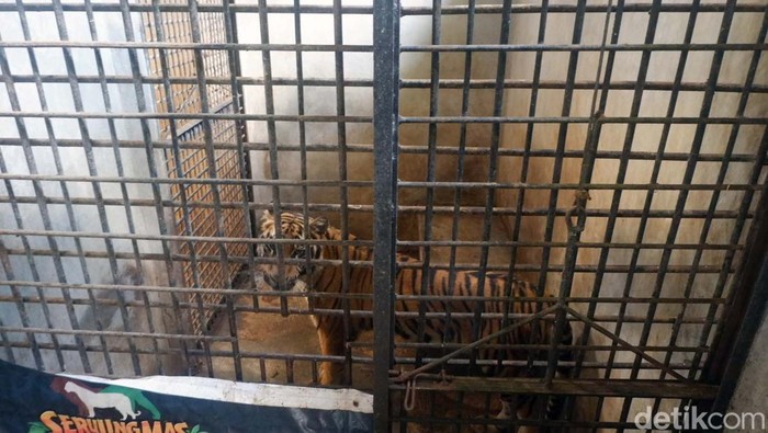 Potret Rastaji, Harimau yang Lompat ke Atap Serulingmas Zoo Seekor harimau benggala bernama Rastaji bikin geger karena melompat ke atap kandang hingga nyaris lepas di Serulingmas Zoo, Banjarnegara. Kini harimau tersebut dikurung.