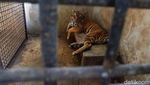 Potret Rastaji, Harimau yang Lompat ke Atap Serulingmas Zoo