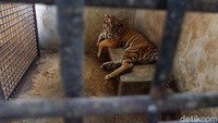 Rastaji merupakan salah satu satu dari 7 harimau benggala di Serulingmas Zoo. Harimau berusia dua tahun ini memang dikenal selalu aktif.  
