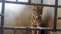 Aksi loncat-loncat Rastaji pun bikin geger karena mencapai atap kandang hingga nyaris ke luar kandangnya. Beruntung para petugas bisa mengantisipasi Rastaji tidak lepas dari kandangnya.