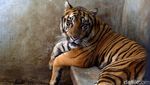 Potret Rastaji, Harimau yang Lompat ke Atap Serulingmas Zoo