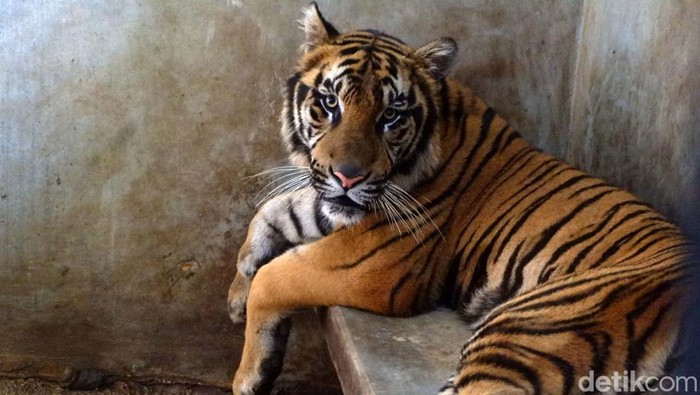 Potret Rastaji, Harimau yang Lompat ke Atap Serulingmas Zoo Seekor harimau benggala bernama Rastaji bikin geger karena melompat ke atap kandang hingga nyaris lepas di Serulingmas Zoo, Banjarnegara. Kini harimau tersebut dikurung.