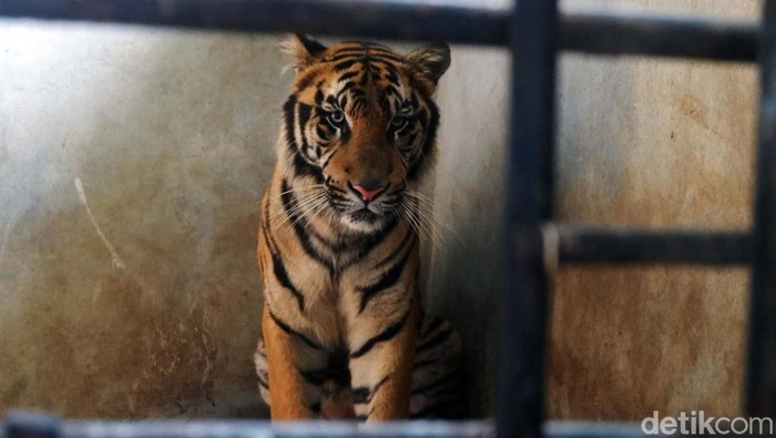 Potret Rastaji, Harimau yang Lompat ke Atap Serulingmas Zoo Seekor harimau benggala bernama Rastaji bikin geger karena melompat ke atap kandang hingga nyaris lepas di Serulingmas Zoo, Banjarnegara. Kini harimau tersebut dikurung.