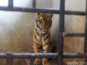 Menengok Rastaji, Harimau yang Bikin Geger Gegara Loncat ke Atap Kandang