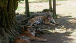Potret Serulingmas Zoo Diserbu Wisatawan